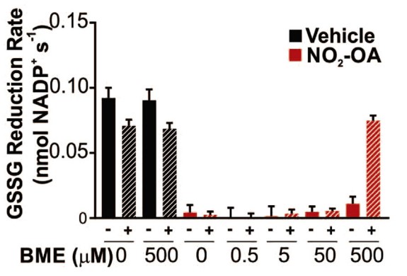GR activity restoration is dependent of BME concentration.jpg